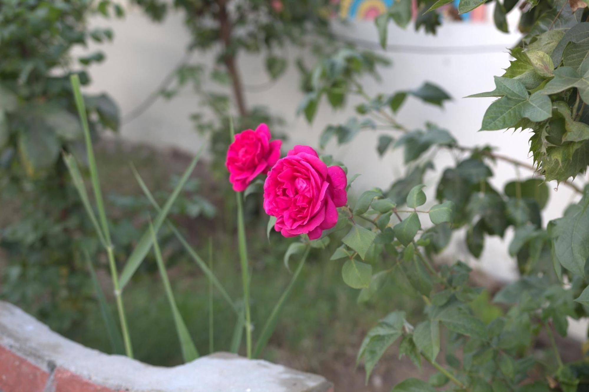 فندق البعيرات الأقصر المظهر الخارجي الصورة